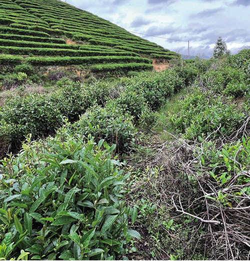 茶山风貌