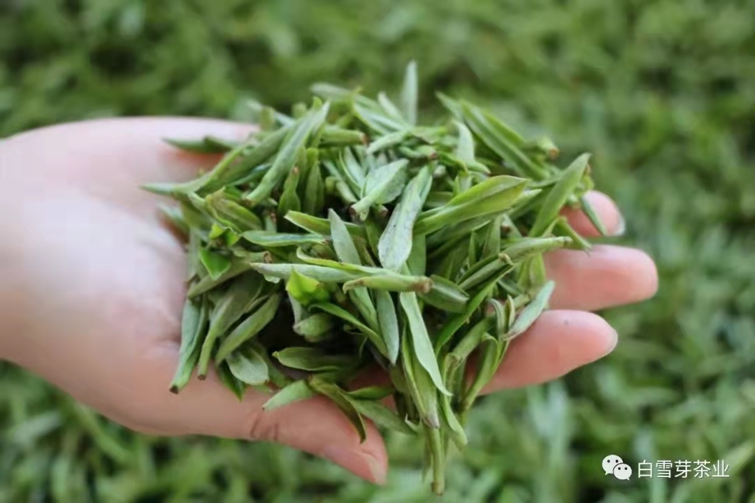 【茶文化】青年说茶系列（一）